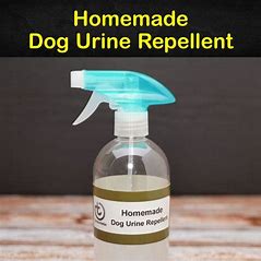 Homemade Dog Pee Repellents: Effective DIY Solutions (2023)