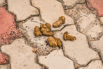 What Dissolves Dog Poop in Your Yard? (Easy and Effective Solutions)