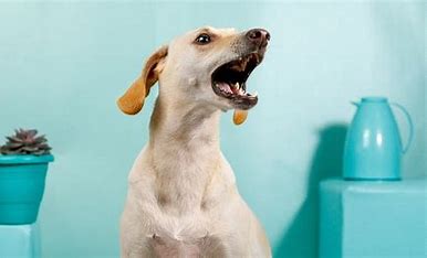 Why Is My Dog Barking at Nothing? Exploring the Strange Behavior