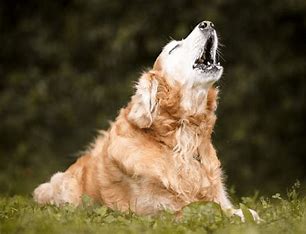 Why Dogs Howl at Sirens? The Surprising Truth Revealed