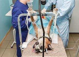 How Much Does Dog Hematoma Surgery Cost? (Price Guide & Factors)