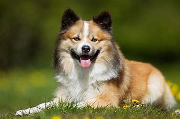 The Top Scandinavian Dog Breeds You Need to Know (2023 Edition)