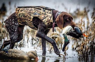 The Top Duck Hunting Breeds: Which Ones Dominate the Marshes?