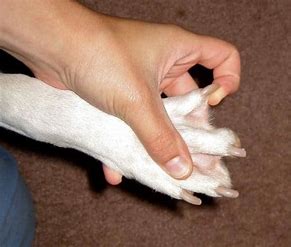 Why Do Some Dog Breeds Have Webbed Feet? Find Out Here!