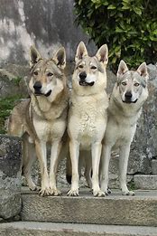 How Big Are Wolves Compared to Dogs? (Fascinating Size Comparison)