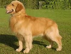 Dog Breeds That Look Like Golden Retrievers: A Complete Guide