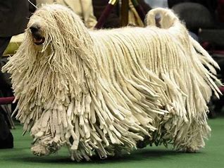 Long Haired Dog Breeds: The Ultimate Guide (2023)