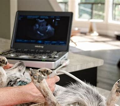 How Much Do Dog Ultrasounds Cost? Find Out Here!