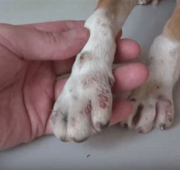 How Do Dogs Get Mango Worms? The Fascinating Truth Revealed
