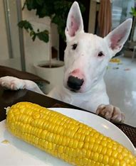 Can Dogs Eat Cornstarch or Corn? The Ultimate Guide (Plus Best Alternatives)