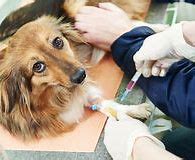 How Much Is Blood Work for Dogs? (Cost & Importance Explained)