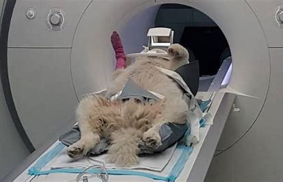 How Much Does a Dog MRI Cost? Find Out Here!