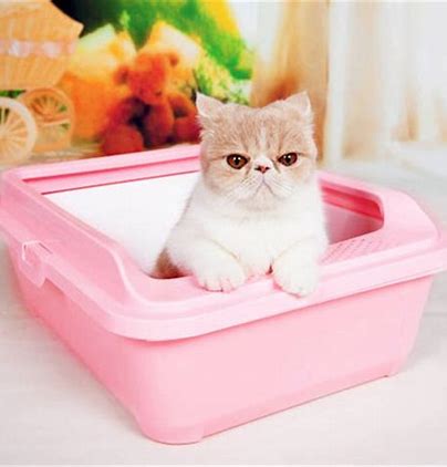 How to Keep Dogs Out of the Cat Litter Box? (Easy Solutions)