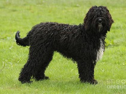The Top Dog Breeds for Truffle Hunting (Expert Recommendations)