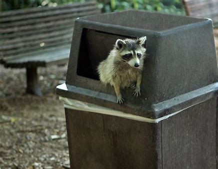 Do Raccoons Attack and Eat Small Dogs? The Surprising Truth