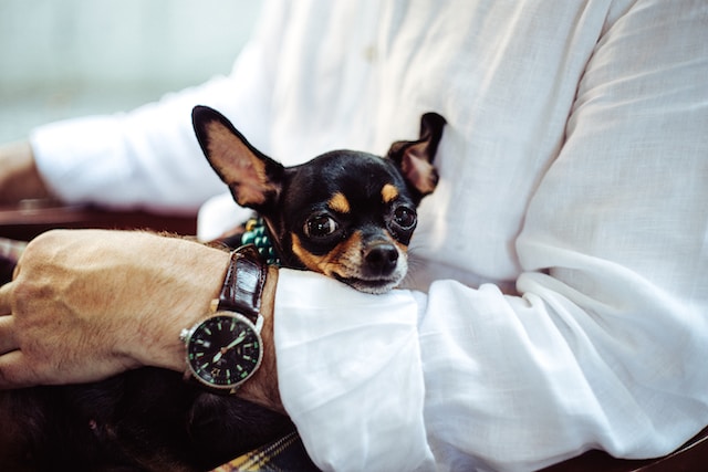 Why Does My Dog Keep Stealing My Watch ?