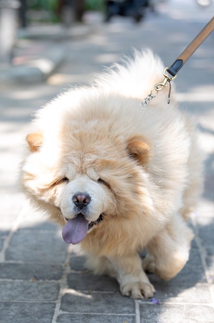 Chow Chow Dog Breeds: Everything You Need to Know