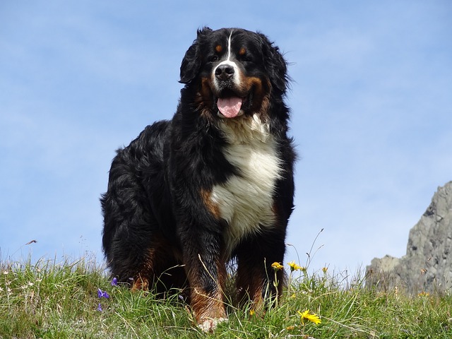 Bernese Mountain Dog Lifespan: How Does it Compare with Other Dogs?