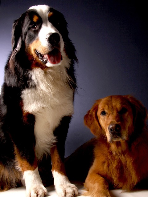 Dog Breed: Golden Mountain Dog – Everything You Need to Know