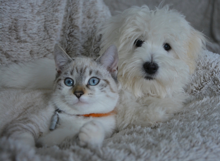 Do Cats Hate Dogs? Debunking the Myth and Unveiling the Truth