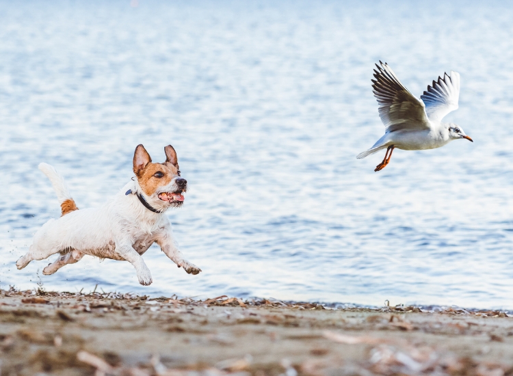 dog chasing a bird