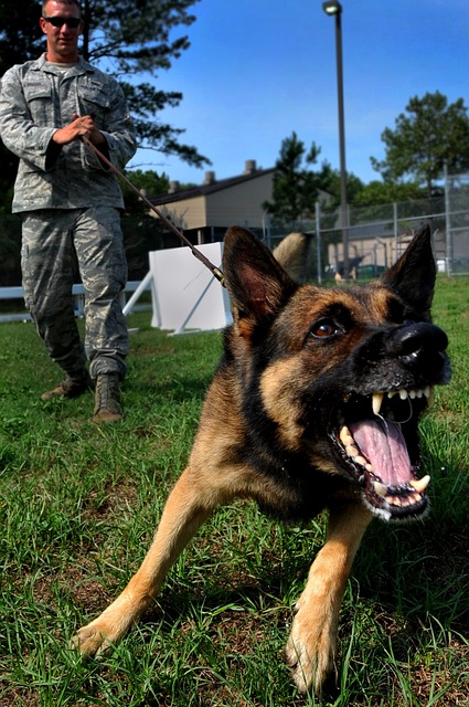 Discover the Top Military Dog Breeds (2023 Guide)