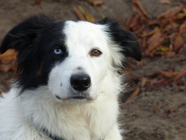 Black and White Dog Breeds: Discover the Most Striking Canine Companions