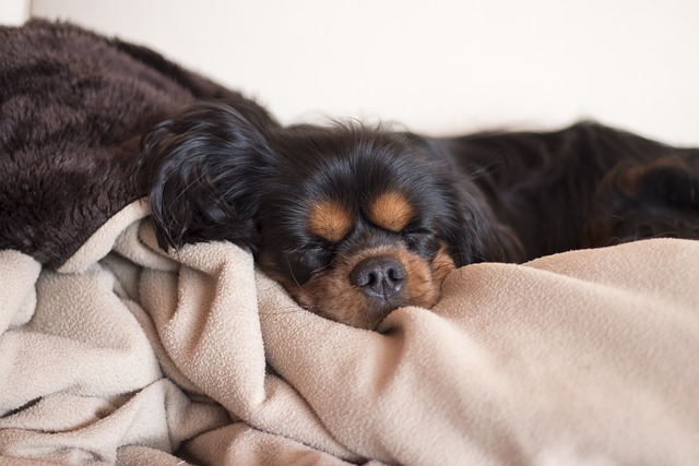 Why Do Dogs Nibble on Blankets? The Surprising Truth Revealed
