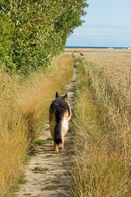 What is the Distance a Dog Can Find His Way Home?