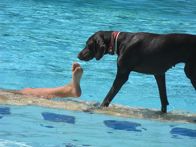 Is Chlorine Water Bad for Dogs to Swim In? Find Out Now (Expert Advice)