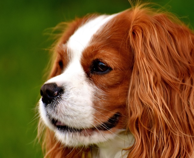 How Long Will It Take for Dog Hair to Grow Back? (FAQs Answered)