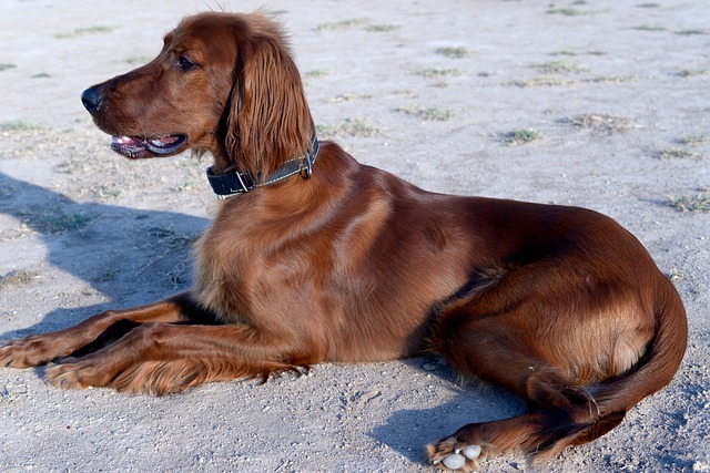 The Top Red Dog Breeds for 2023: Discover Your Perfect Furry Companion