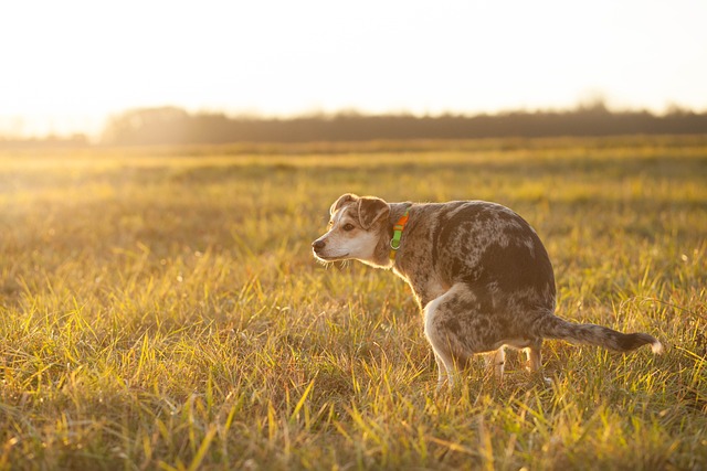 Why Is My Dog’s Poop Black? Unveiling the Mystery