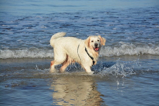 Are All Dogs Good Swimmers? Find Out Now! - Dog Care Learning