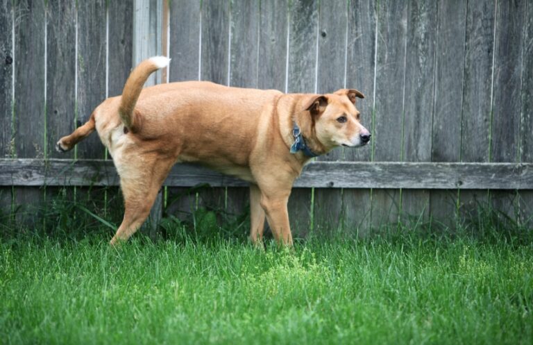 Why Do Dogs Pee When Excited? The Surprising Answer Finally Revealed