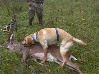 Can Dogs Eat Hunted Deer Meat? A Guide for Pet Owners