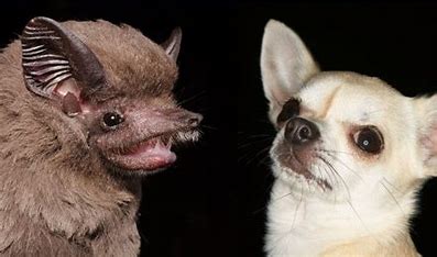Why Do Bats Look Like Dogs? The Surprising Similarities Explained