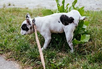 How to Save Plants from Dog Urine: Tips and Tricks