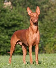 Explore the Fascinating Egyptian Dog Breeds: Ancient Treasures of Canine History