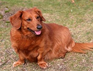 Golden Dox Dog Breeds: Meet the Adorable and Lovable Golden Dox