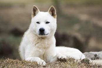 Discover the Fascinating World of Korean Dog Breeds