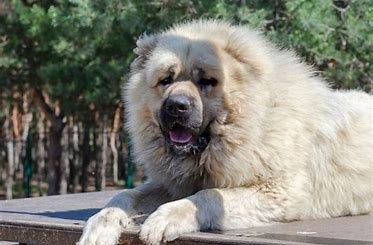 Russian Dog Breeds: A Comprehensive Guide