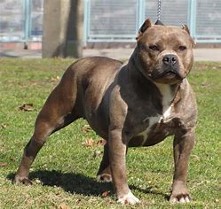 The Ultimate Guide to Dog Breeds: Pitbull Bulldog Mix (2023 Edition)