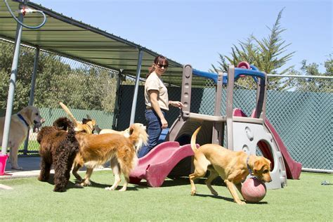 How Much Does Doggy Day Care Cost? Find Out Here!