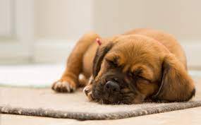 Why Do Dogs Sleep So Much? The Surprising Truth Revealed