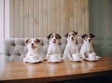 Are Dog Cafes Good for Dogs? Everything You Need to Know