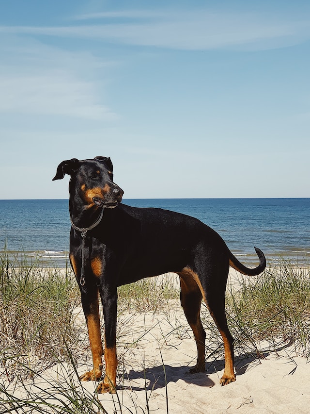How Much Does a Doberman Cost? Find Out Here!