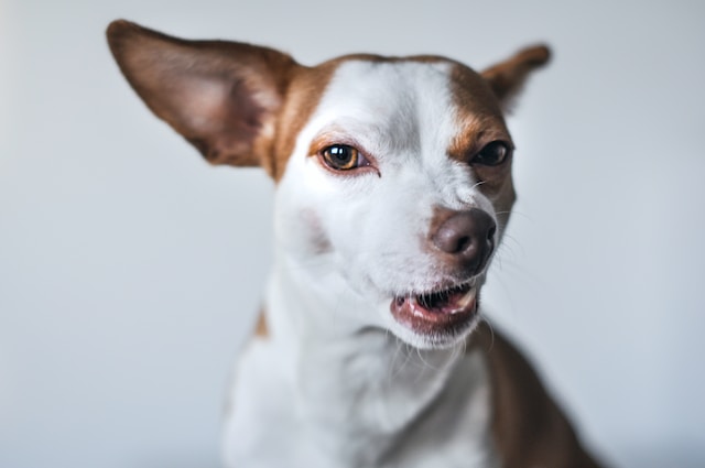 Why Do Dogs Sneeze When They Play? The Surprising Answer Revealed