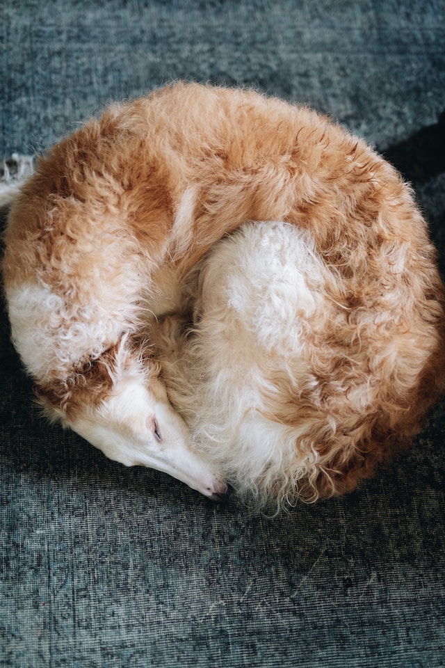 Why Do Dogs Like to Curl Up When They Rest? (Uncovering the Mystery)