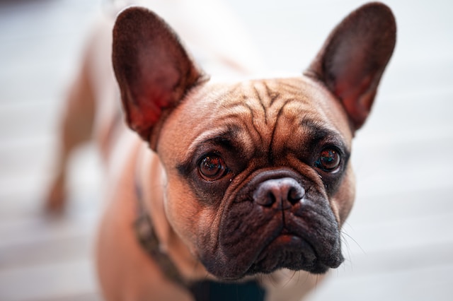 Why is Your French Bulldog Shaky? Uncovering the Reason